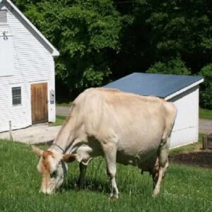 Identify and Control Mastitis in Dairy Cows Image